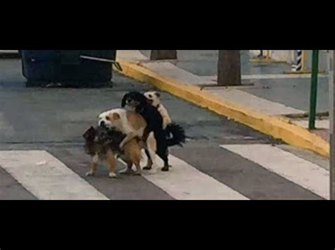 perros culiando a mujeres Search